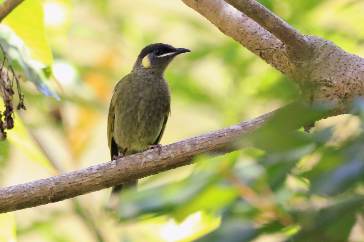 Lewin's Honeyeater - ML652505702