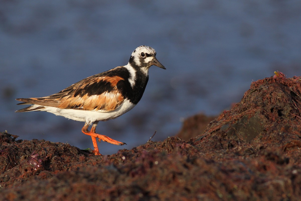 Ruddy Turnstone - ML65250571