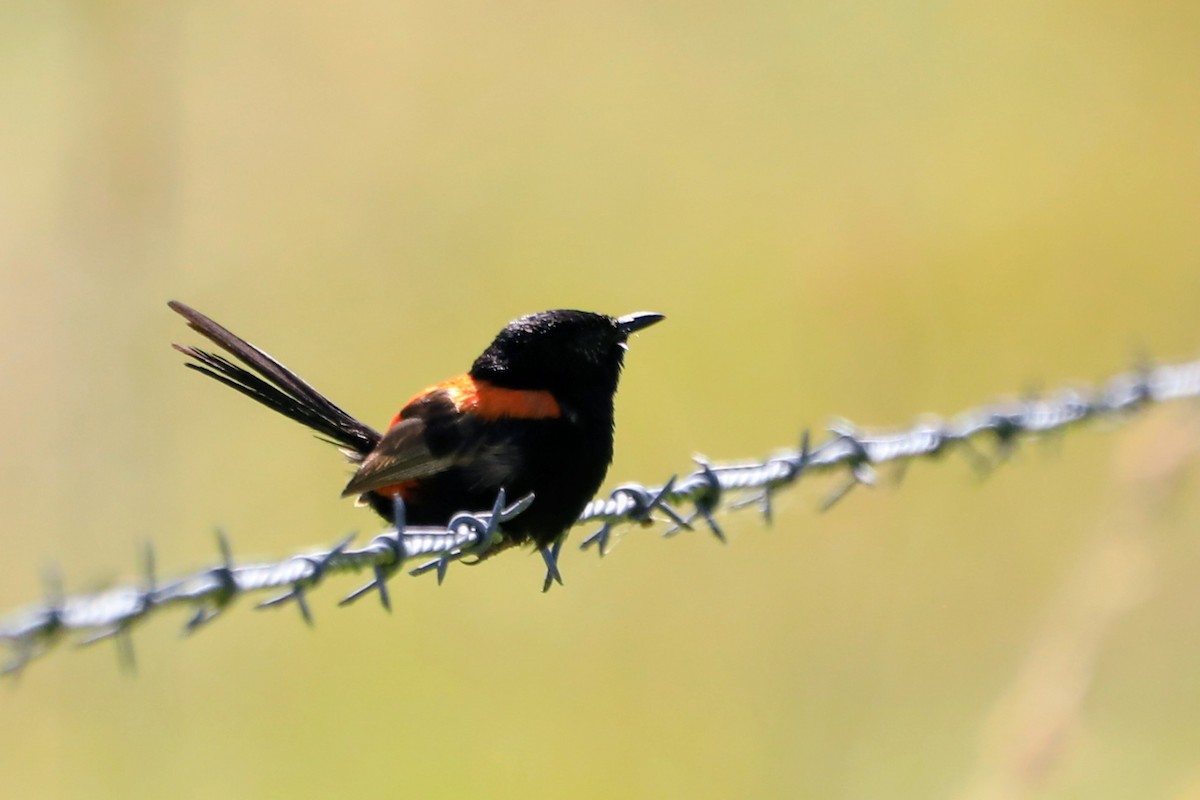 Red-backed Fairywren - ML652505710