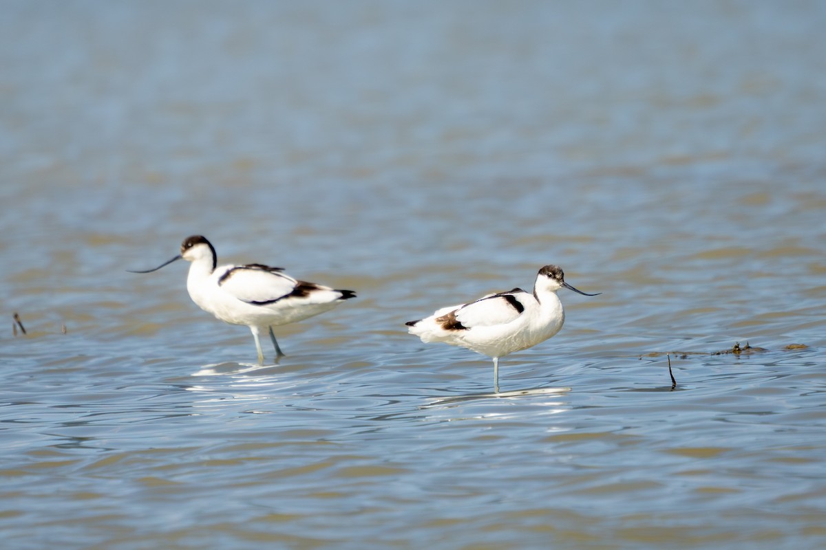 Abozeta kaskabeltza - ML652505854