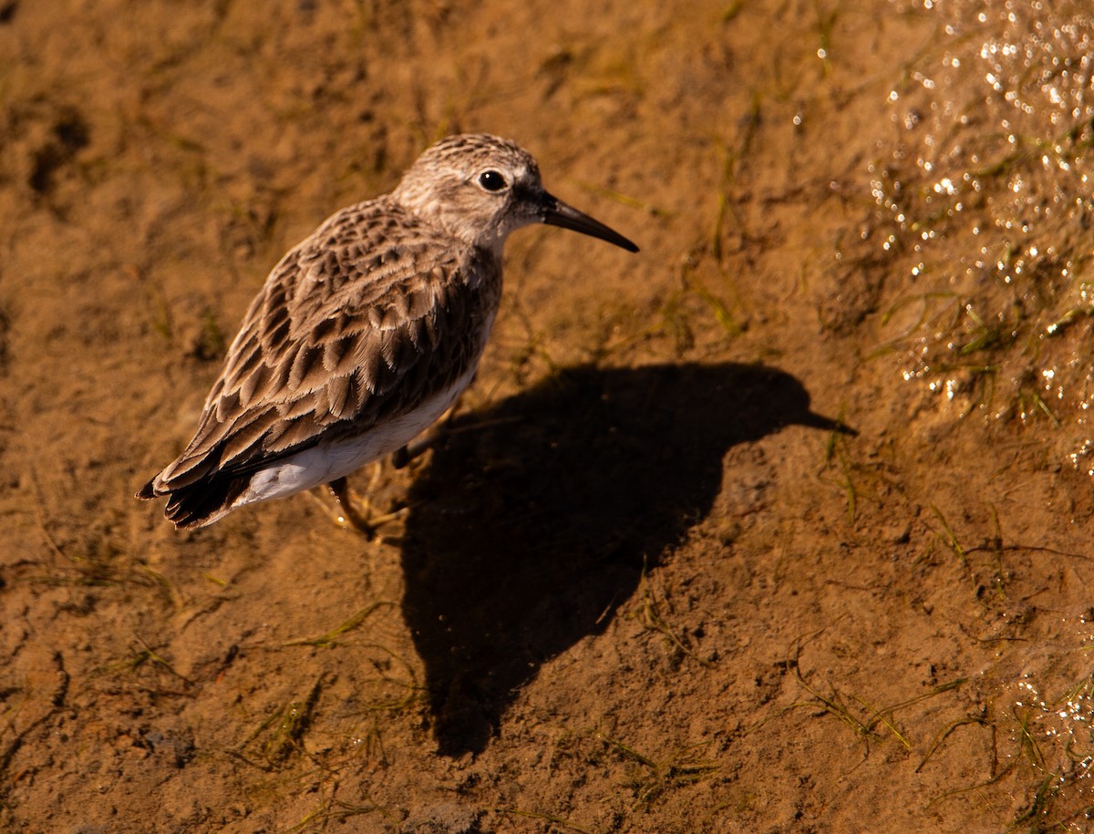 Побережник-крихітка - ML652505910