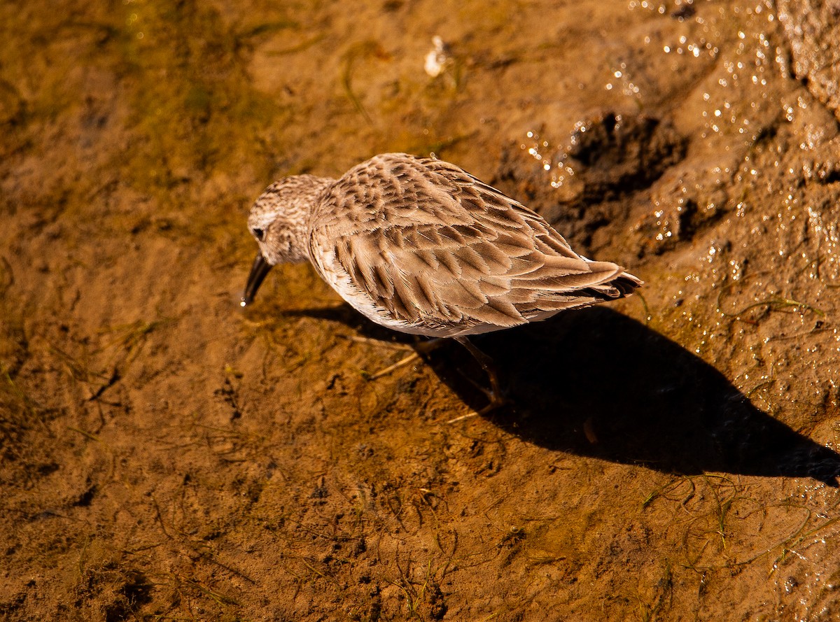 Побережник-крихітка - ML652505911