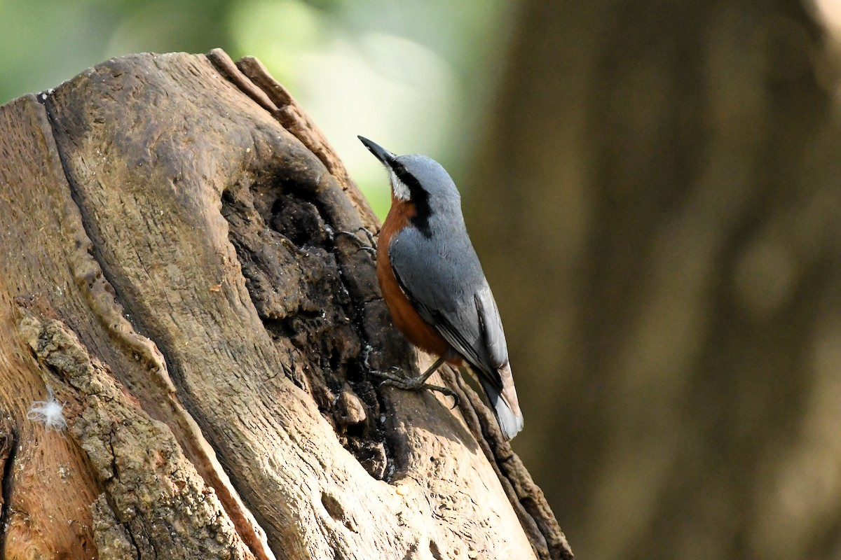 Chestnut-bellied Nuthatch - ML652506031