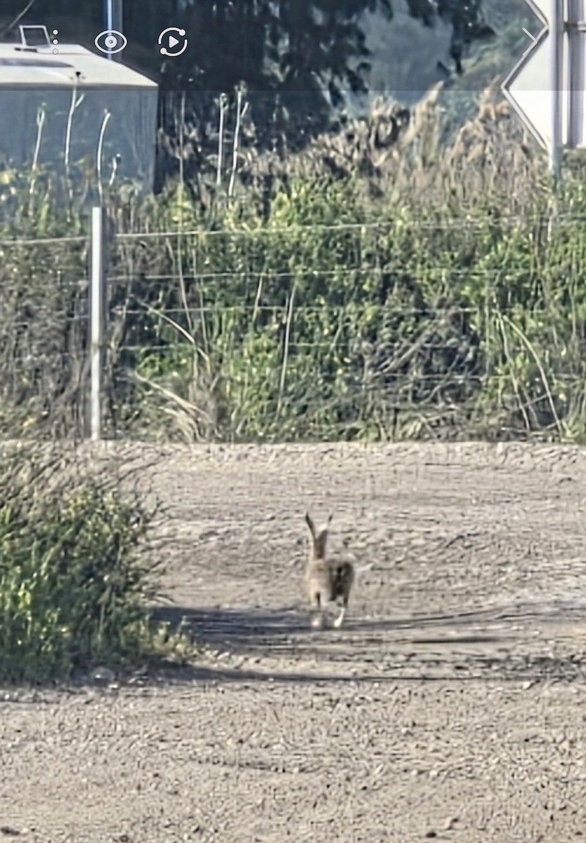 Cape Hare - ML652506600
