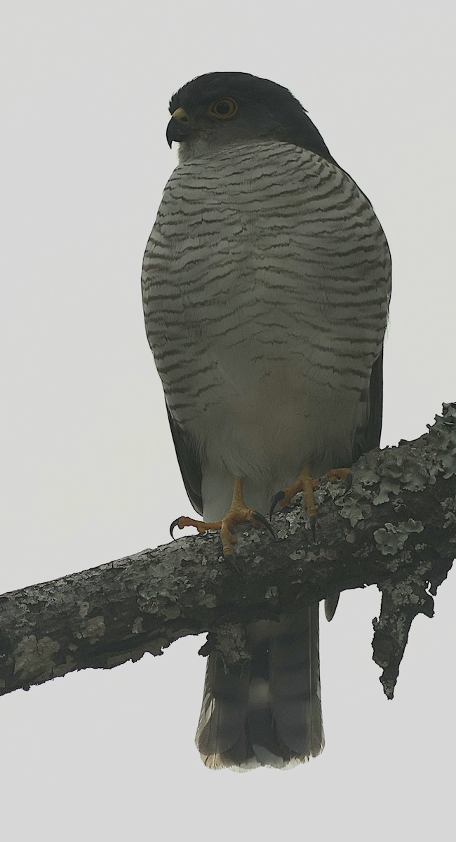Little Sparrowhawk - ML652506864