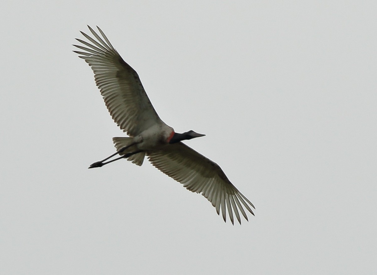 Jabiru d'Amérique - ML65250701