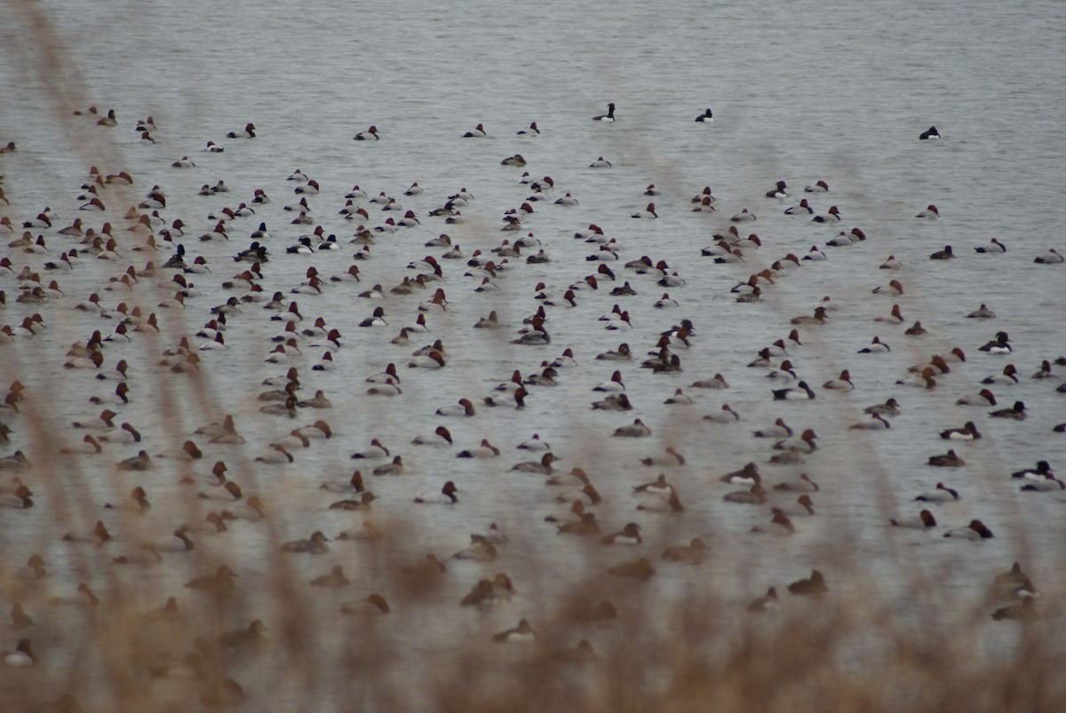 흰죽지 - ML652507254