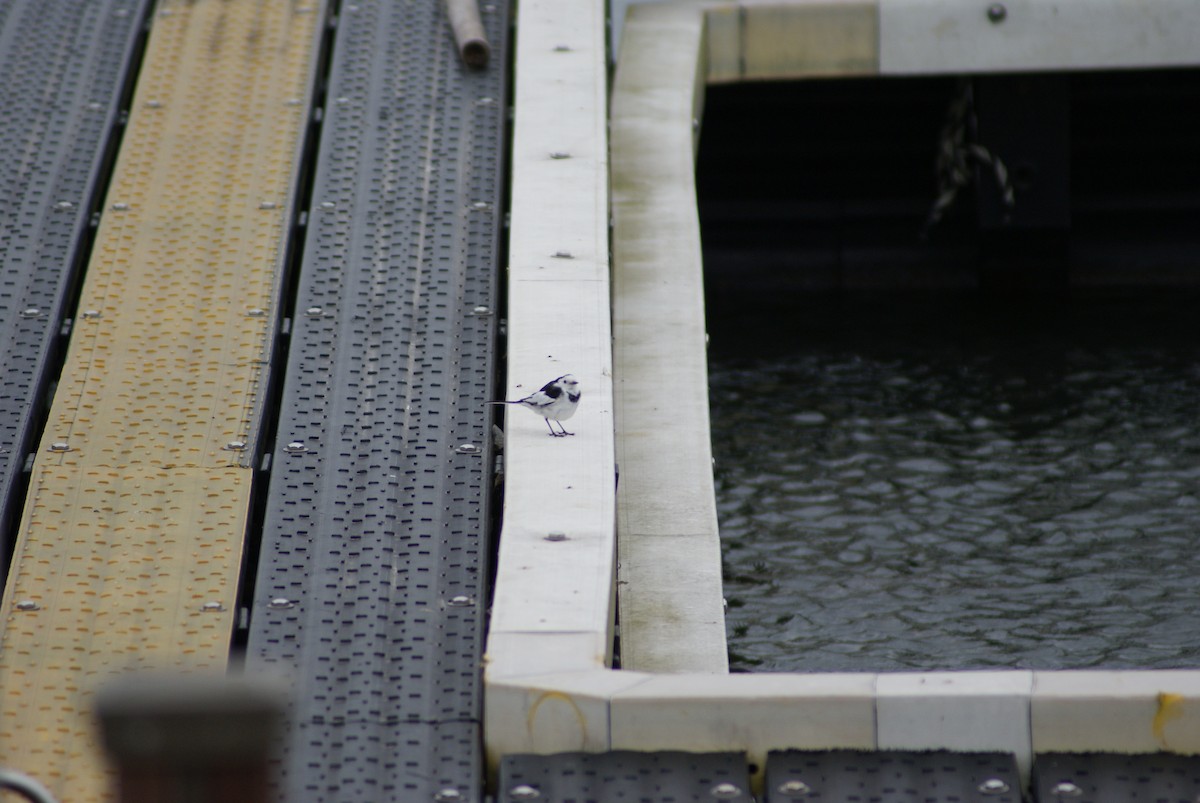 알락할미새 - ML652507262