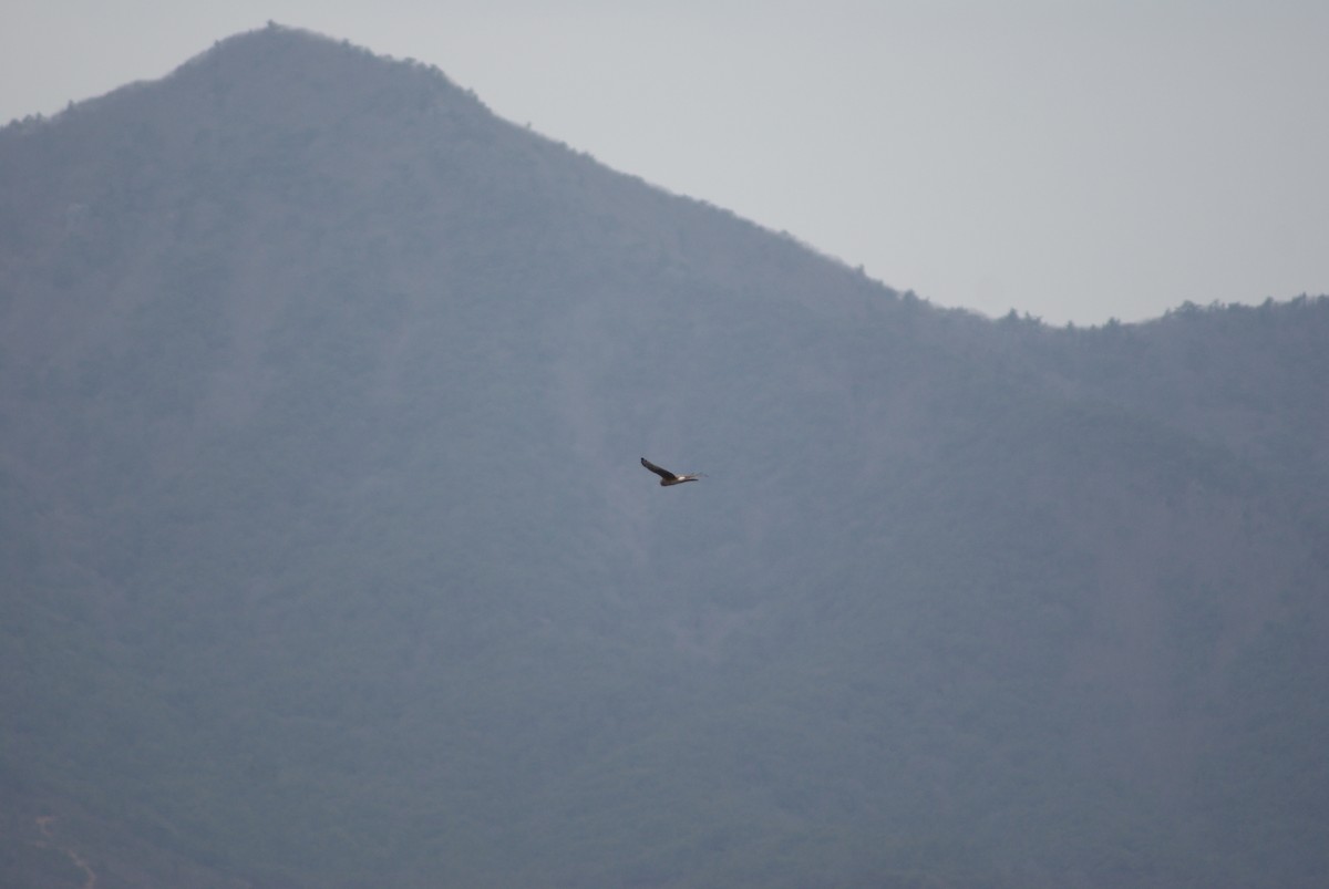 잿빛개구리매 - ML652507273