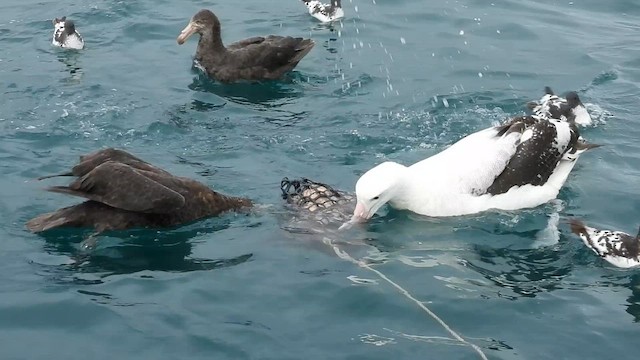 albatros jižní (ssp. gibsoni) - ML652507472