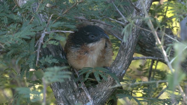 kukačka bělohrdlá - ML652507483