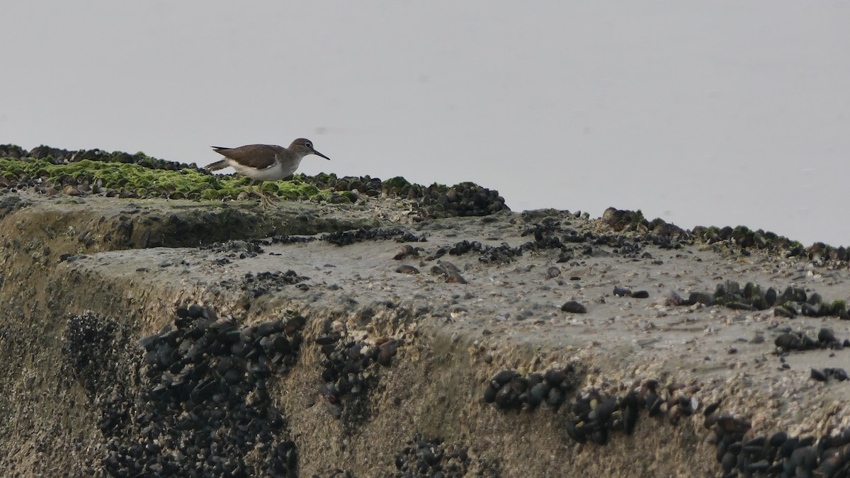 깝작도요 - ML652507487