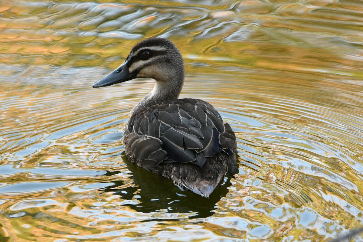 Серая кряква - ML652507579