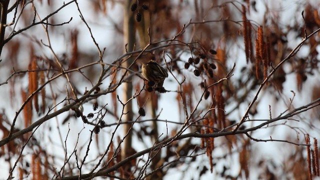 čížek lesní - ML652507674