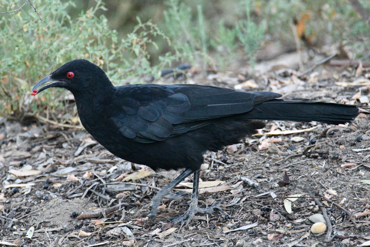 Вайю - ML652507675