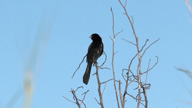 White-winged Widowbird - ML652507786