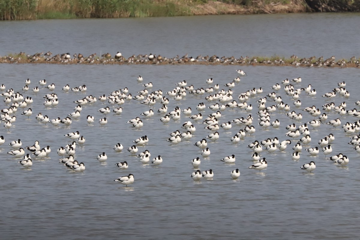 Abozeta kaskabeltza - ML652507809