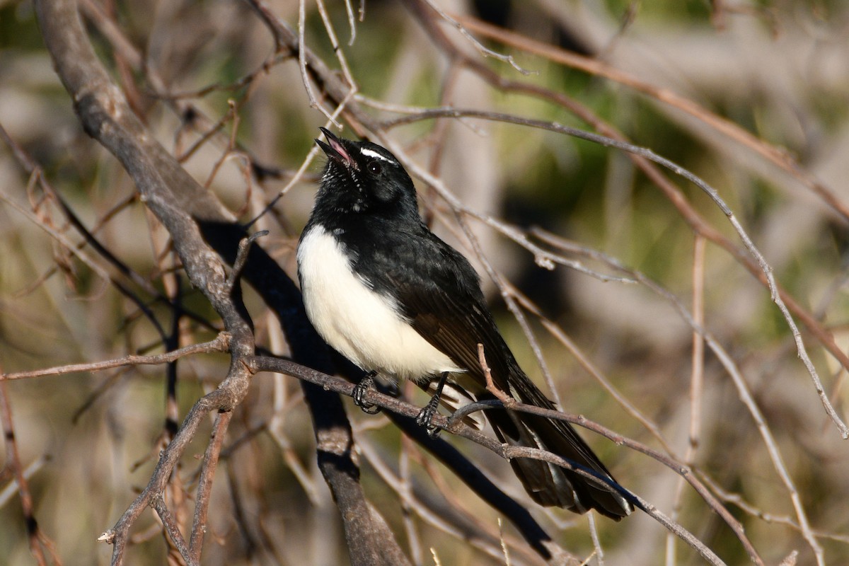 Чёрно-белая веерохвостка - ML652507826