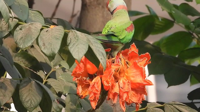 alexandr velký - ML652507842