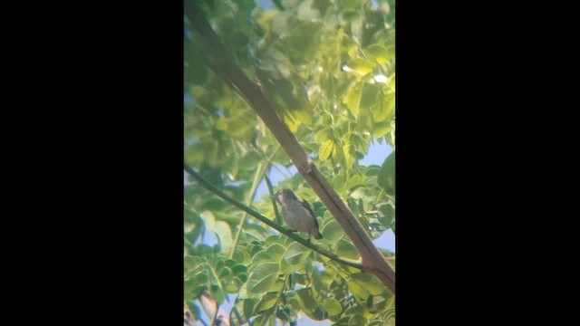 květozob křivozobý - ML652507895