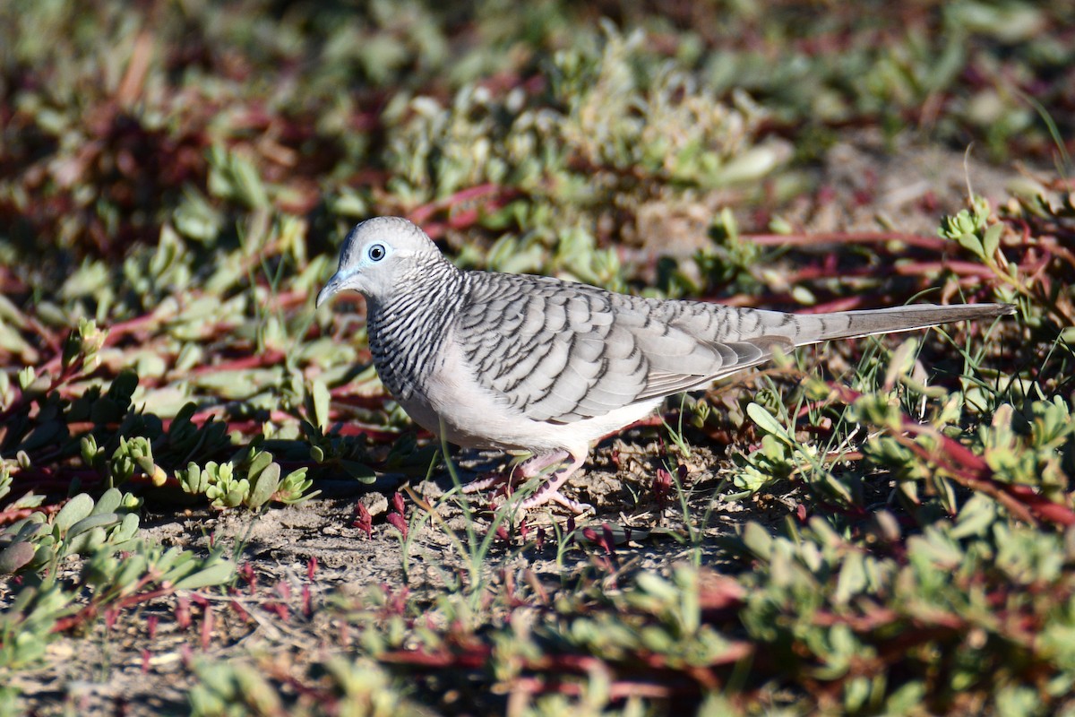 Полосатая горлица - ML652507934