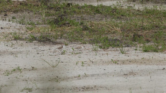 kulík malajský - ML652507945