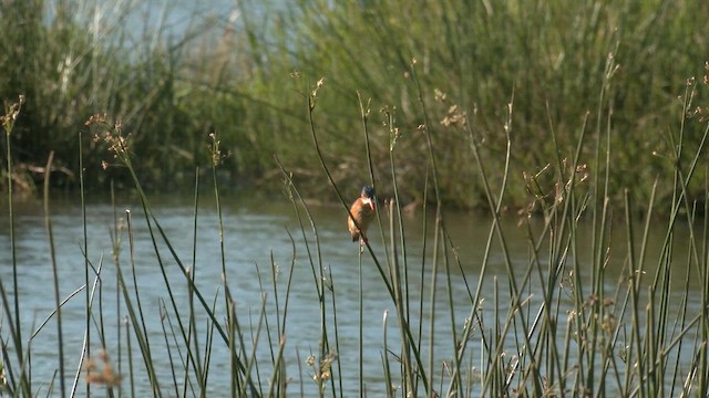 ledňáček modropláštíkový - ML652507972