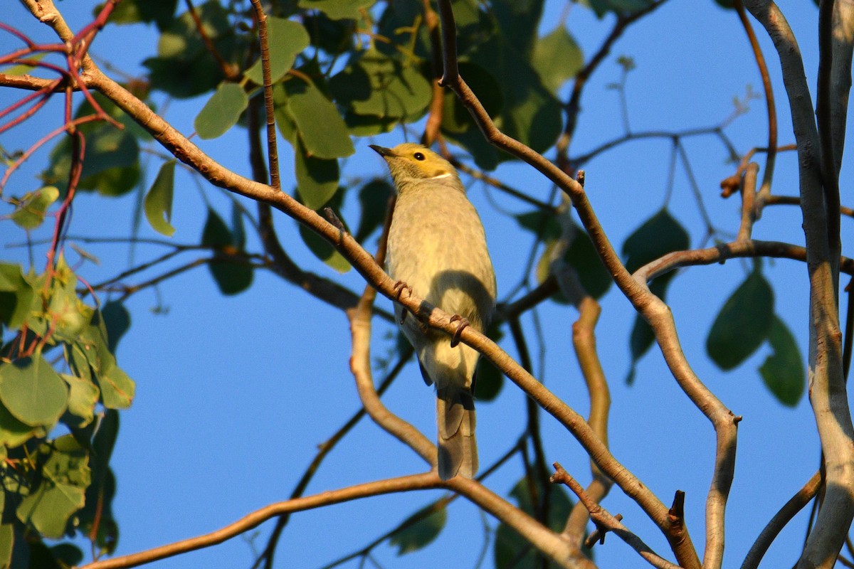 Серо-жёлтый медосос - ML652508016