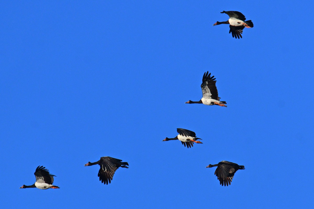 Полулапчатый гусь - ML652508078