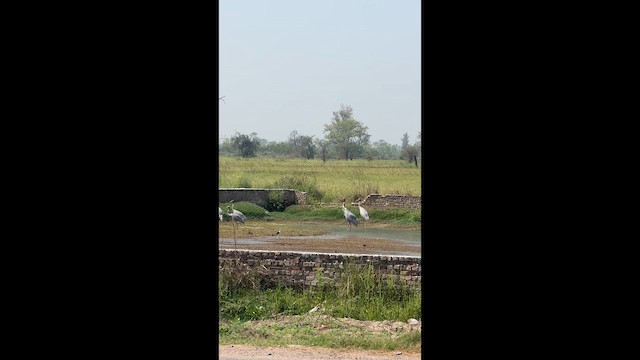 jeřáb Antigonin - ML652508104