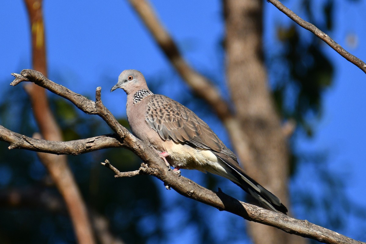 Китайская горлица - ML652508113