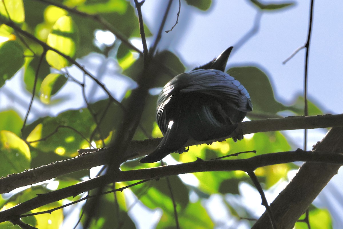 Palawan Drongo - ML652508144