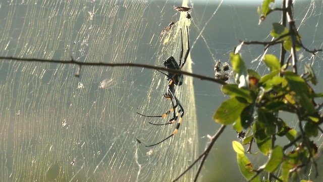 Banded-legged Golden Orb-web Spider - ML652508145