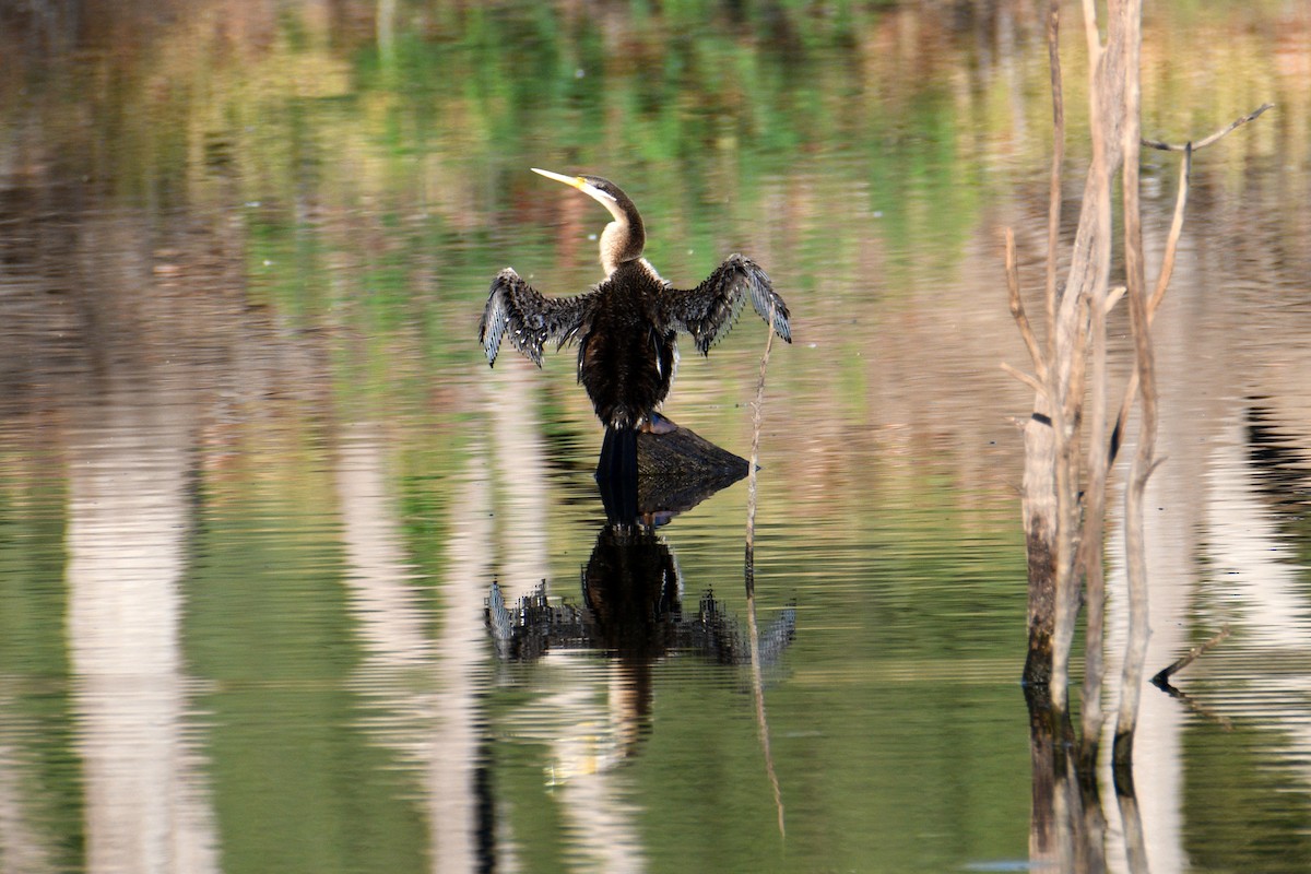 Австралийская змеешейка - ML652508204