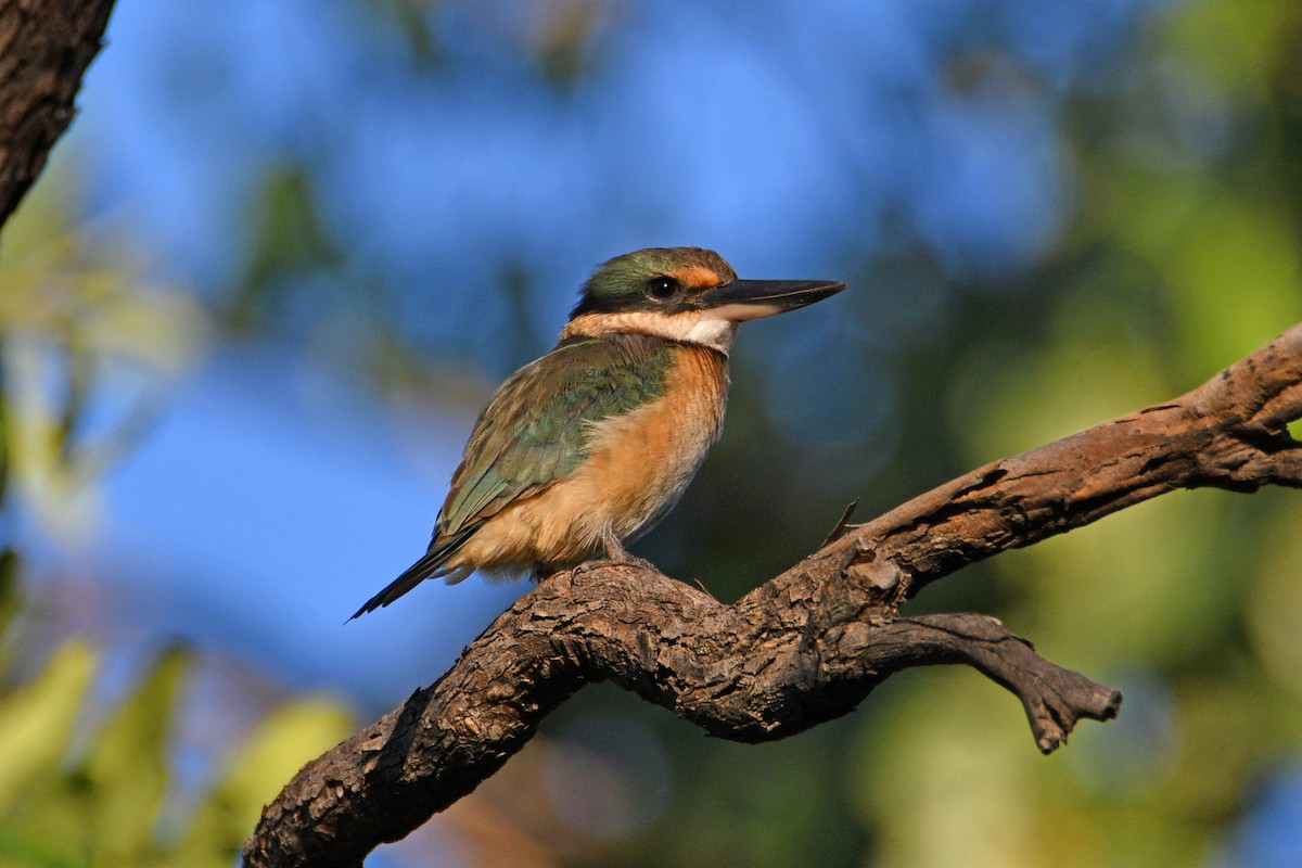 Священная альциона - ML652508233
