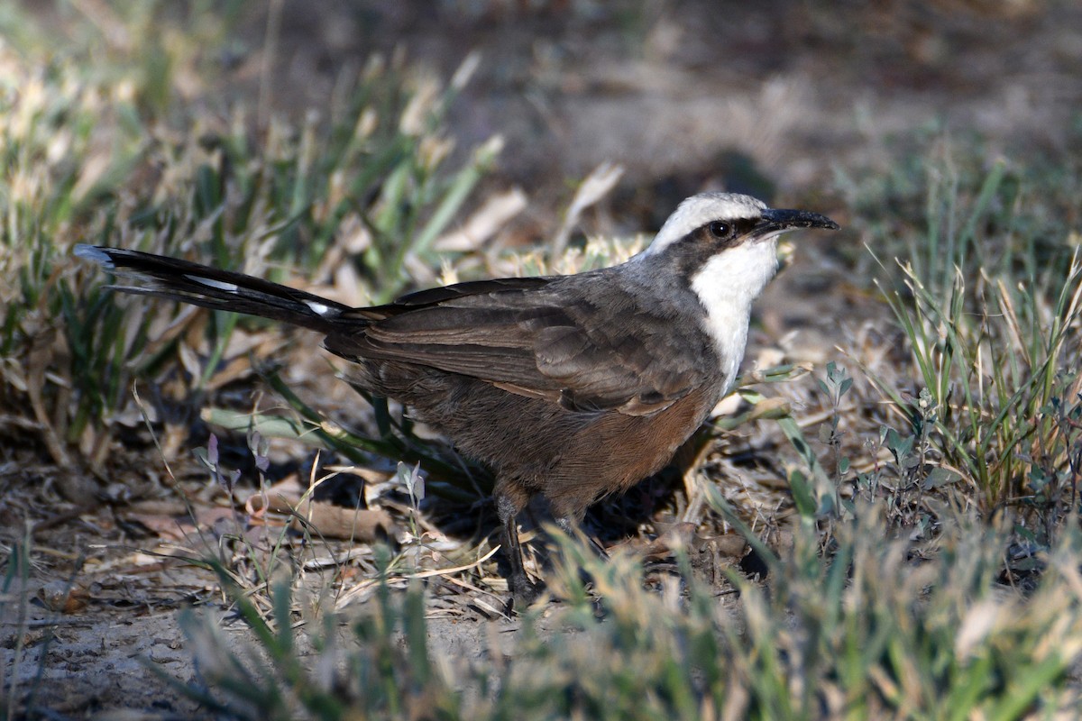 Сероголовая яху - ML652508362