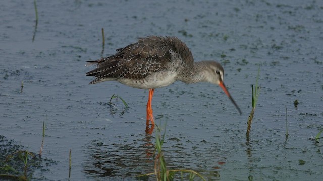 vodouš tmavý - ML652508372