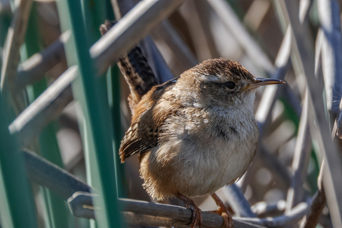 Bataklık Çıtkuşu - ML652508388