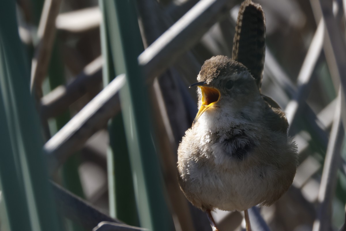 Bataklık Çıtkuşu - ML652508389