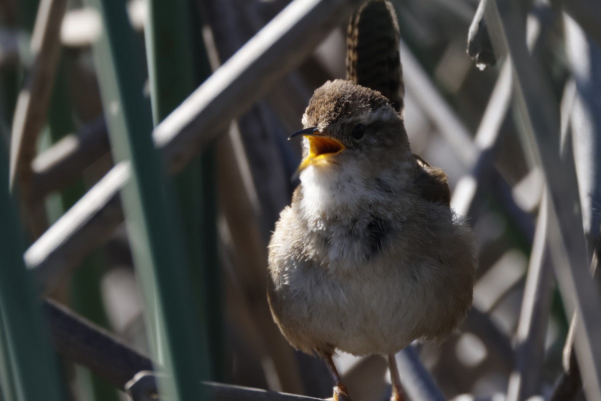 Bataklık Çıtkuşu - ML652508390