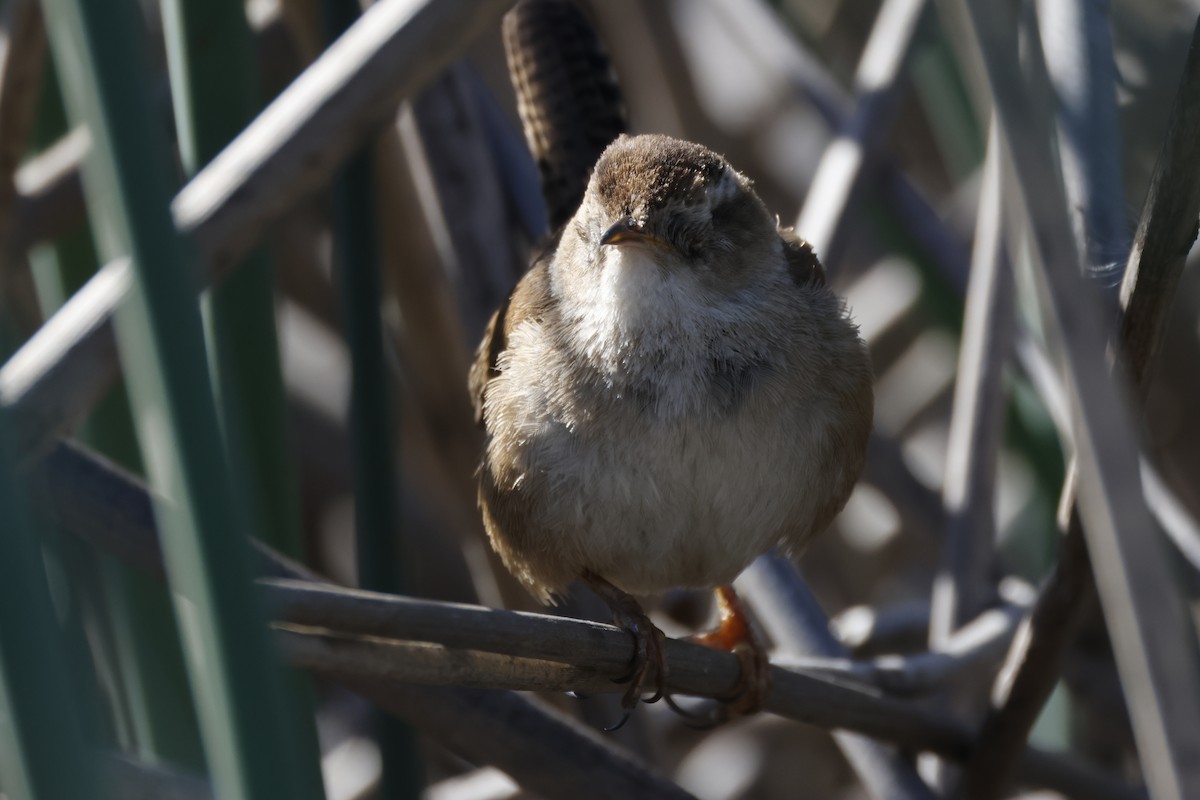 Bataklık Çıtkuşu - ML652508391