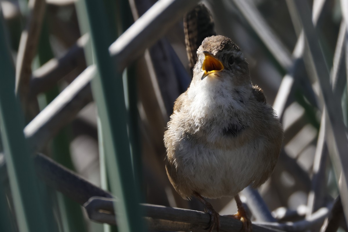 Bataklık Çıtkuşu - ML652508392