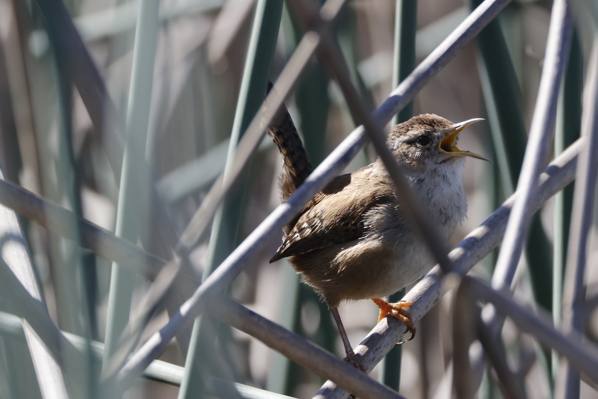 Bataklık Çıtkuşu - ML652508393