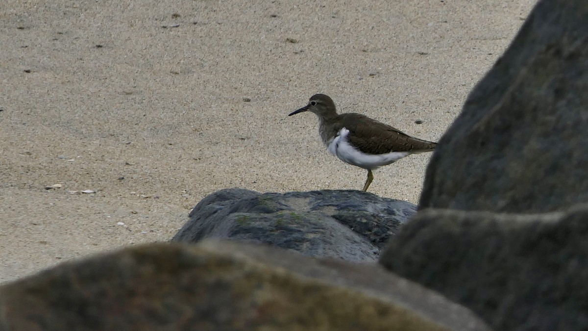 깝작도요 - ML652508404