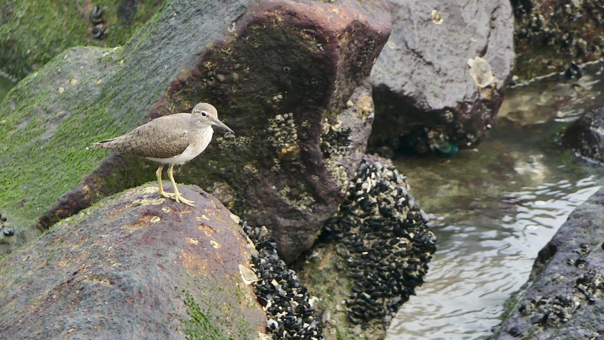 깝작도요 - ML652508405