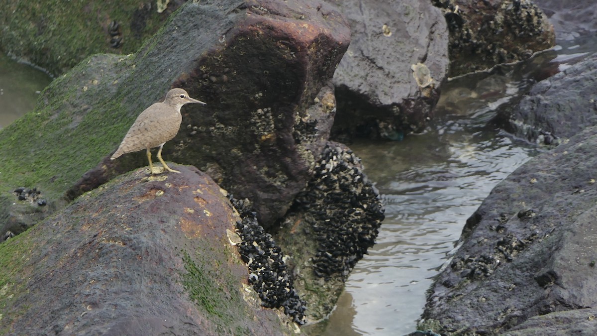 깝작도요 - ML652508406