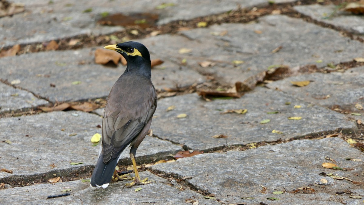 검은머리갈색찌르레기 - ML652508455