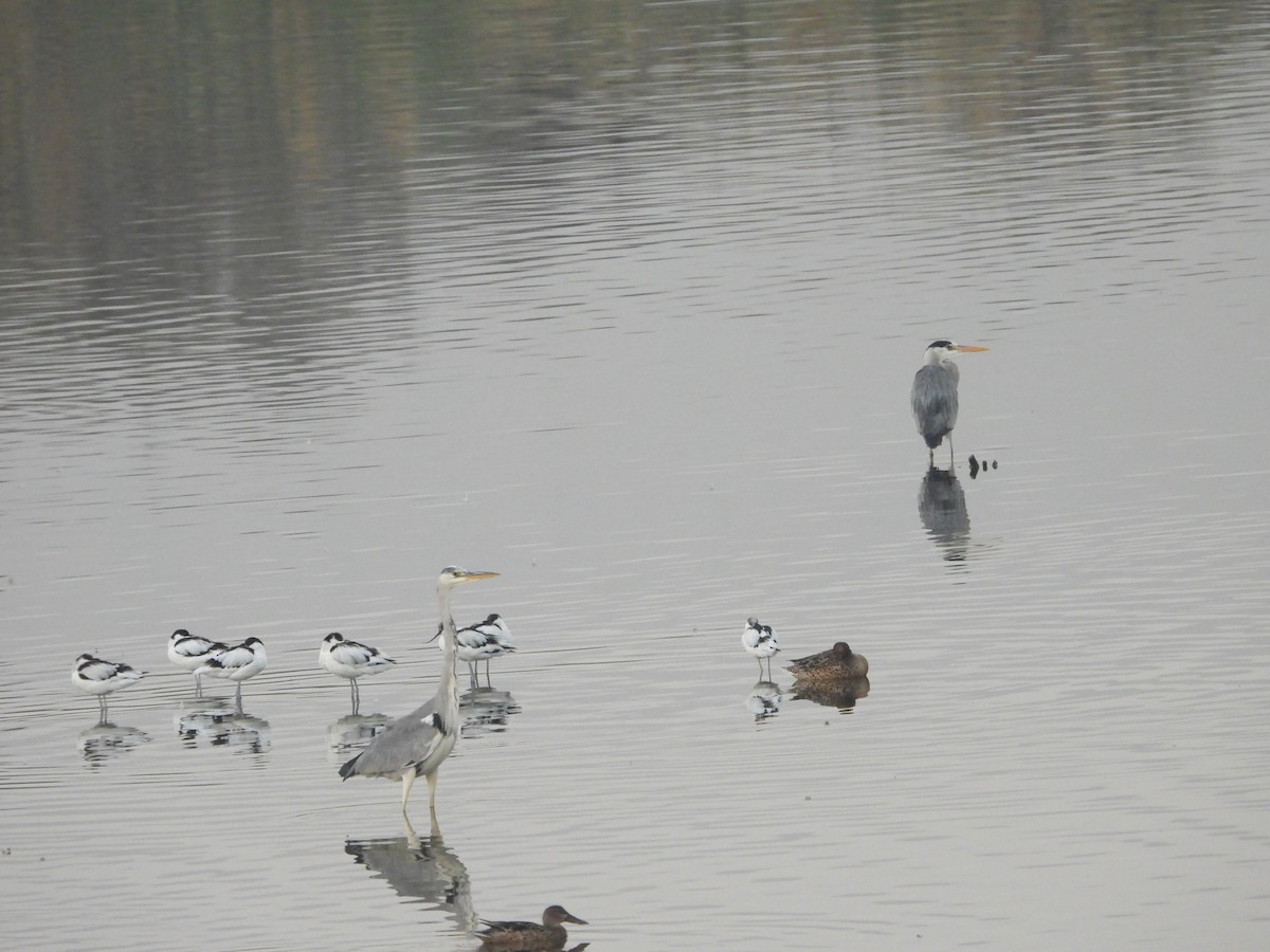 Abozeta kaskabeltza - ML652508491