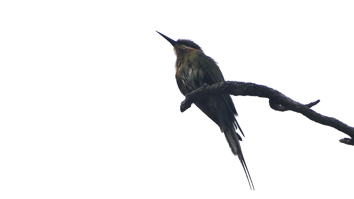 Blue-tailed Bee-eater - ML652508506