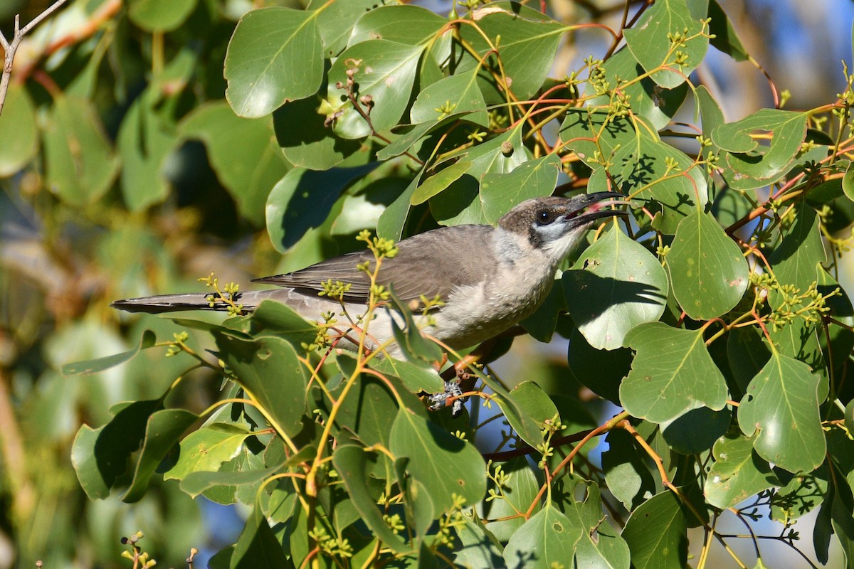 Желтогорлый кожеголов - ML652508515